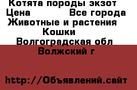 Котята породы экзот › Цена ­ 7 000 - Все города Животные и растения » Кошки   . Волгоградская обл.,Волжский г.